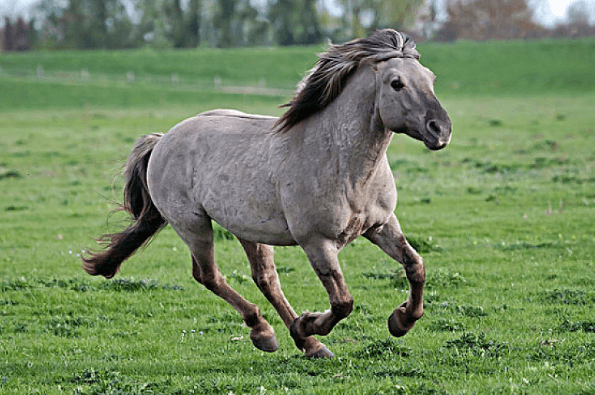 属相马的人会迎来偏财的来临,甚至有着一夜暴富的时机,而且正财运也会