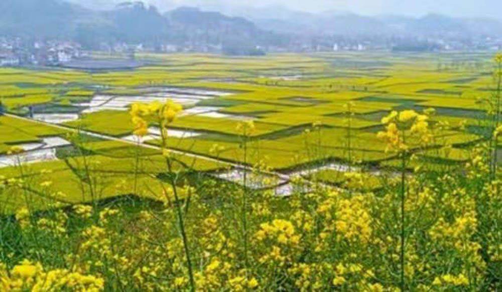 陕西汉中油菜花节来了，52个观花点，11条精品赏花线路，百万亩油菜花海等你来