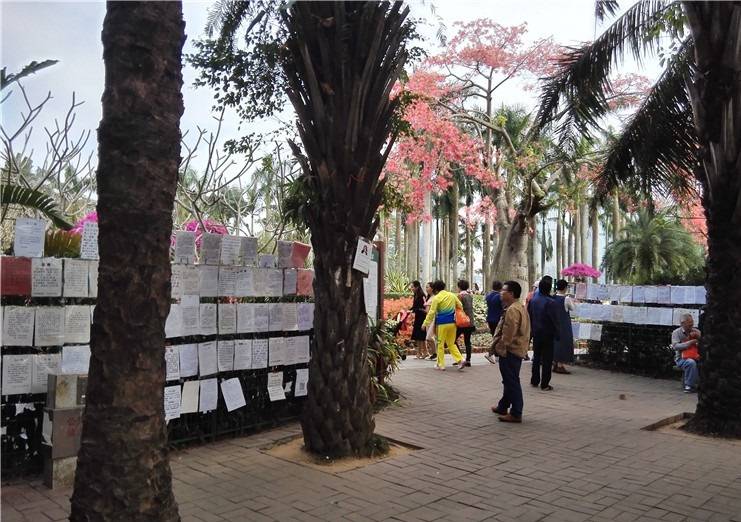 深圳莲花山公园相亲角挂满大龄未婚男女信息都是父母替儿女征婚