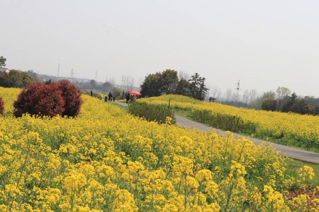 南京高淳的油菜花海简直美爆了