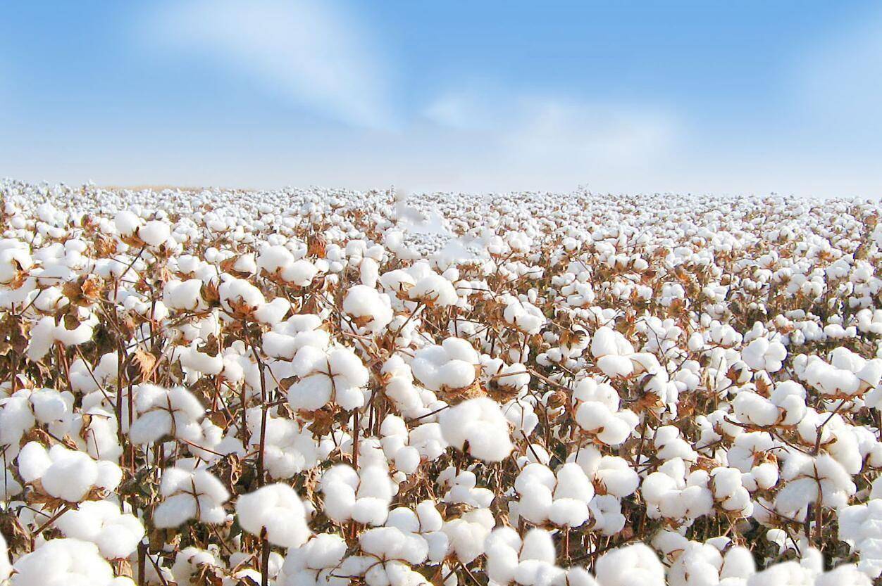 作为世界最大棉花消费国,第二大棉花生产国,我国2020/2021年度棉花