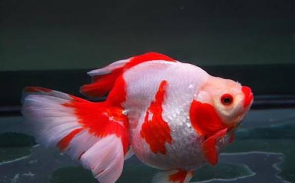 琉金金鱼 琉金金鱼画法