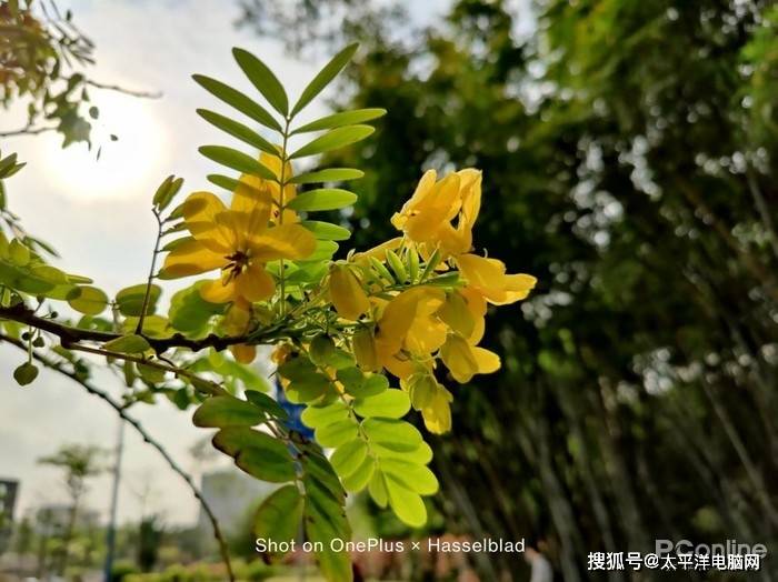 影像|一加 9评测：专业级双主摄，哈苏加持的影像机皇