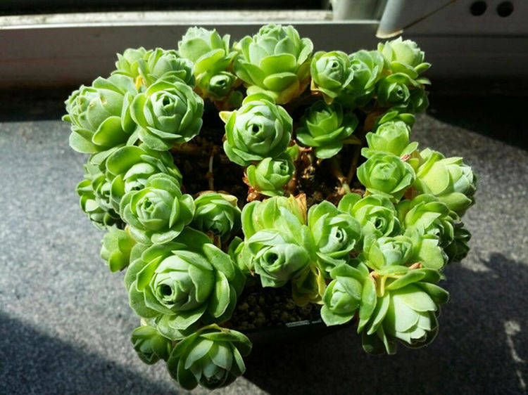 多肉如何修剪才好看 7d8d07fdb96c408c8a3666fb76efae23.jpeg