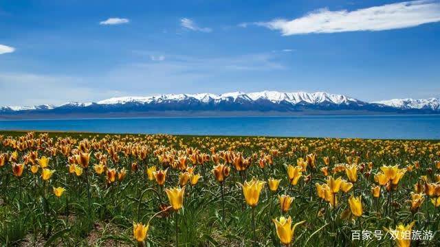 花海无边雪山壮丽，新疆赛里木湖花海即将亮相，快来看赏花大全