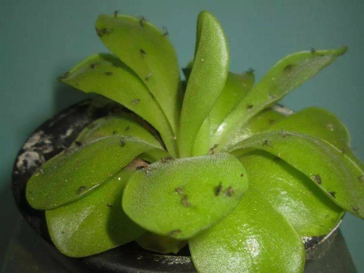 盆栽土壤有虫 928d92c1c0ae4b64ae5aad4bc76ff72e.jpeg