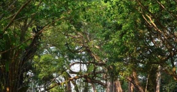 中缅边境处一神奇景观：一颗榕树存在近千年，有多壮观你很难想到