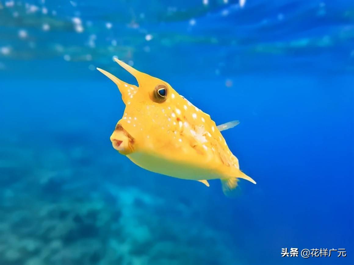 卡爾海洋世界海洋科普長角牛魚十大超怪異海洋生物之一