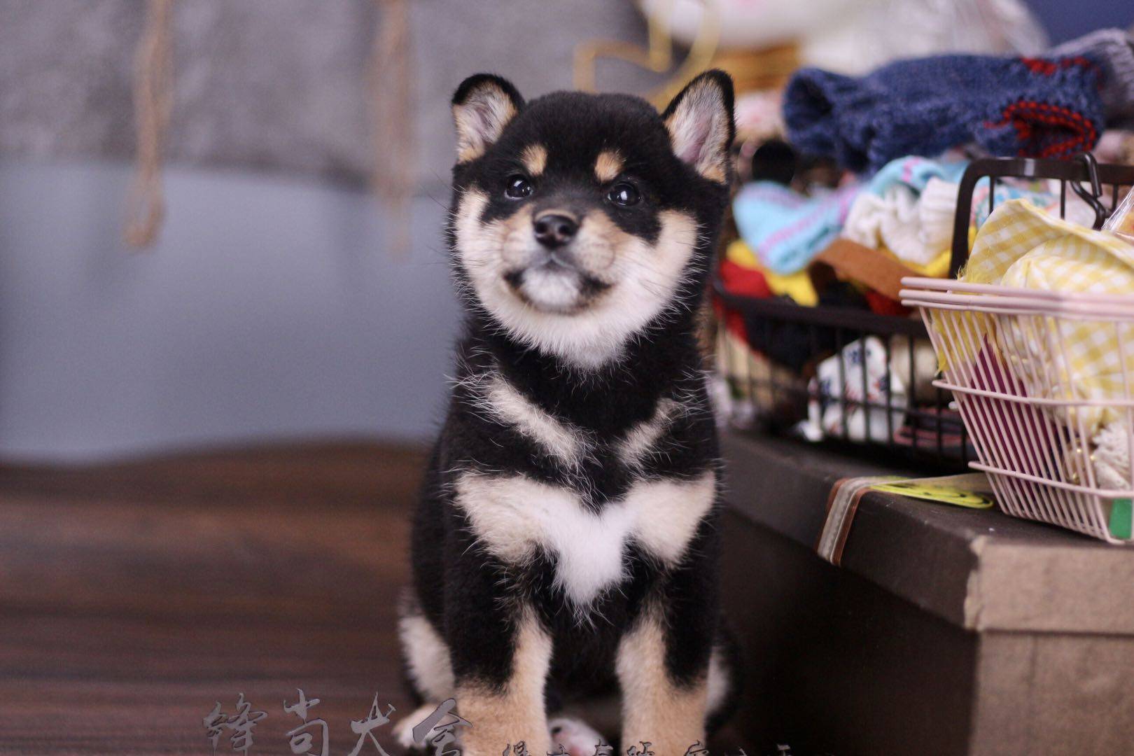 柴犬到底有几种颜色？有什么区别？_搜狐网