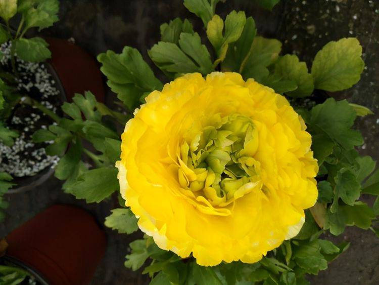 花朵很像牡丹花 别名洋牡丹 花毛茛养护的几个知识点 养殖