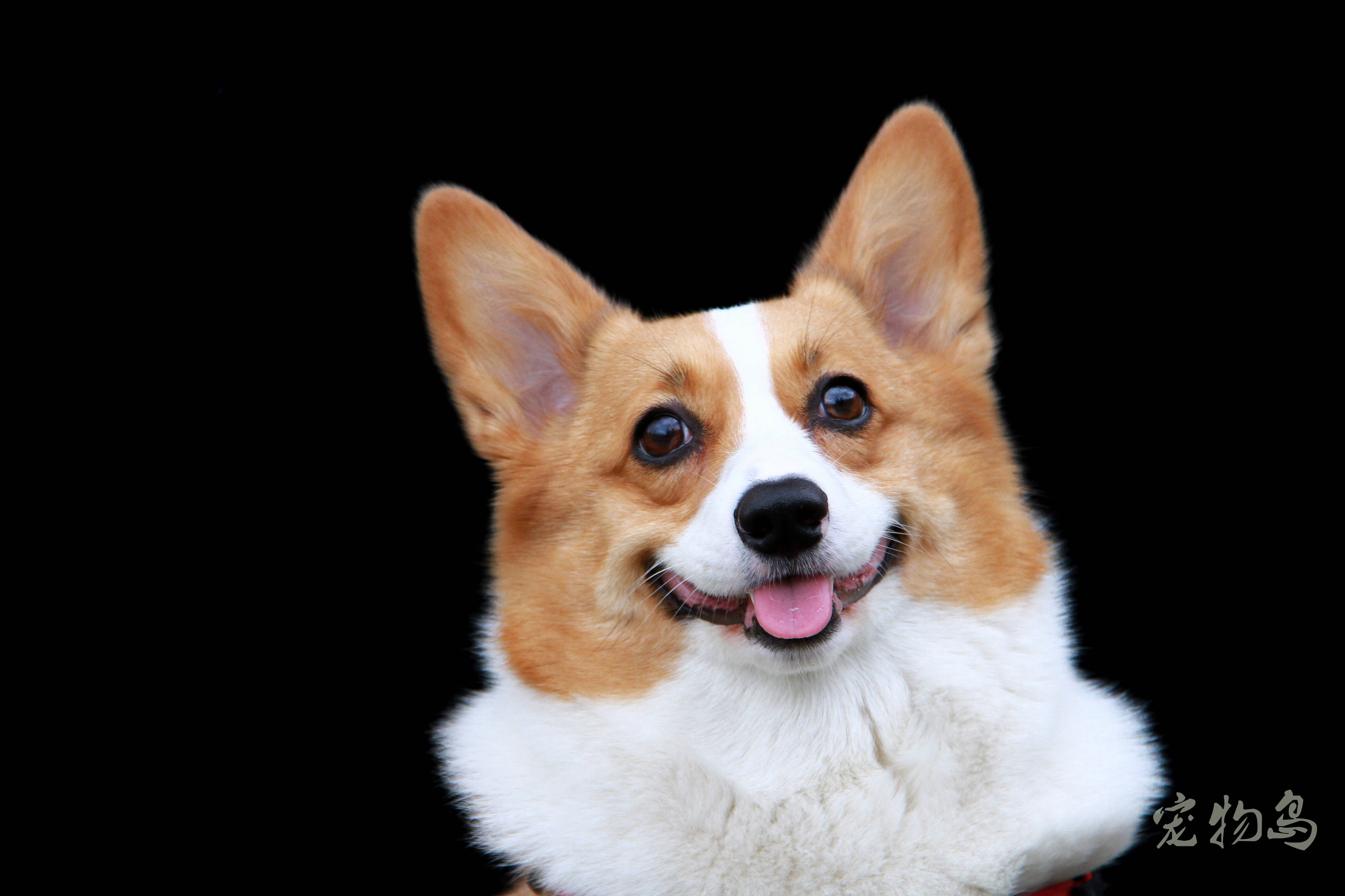 宠物摄影|快来get当下最火的纯色背景大片