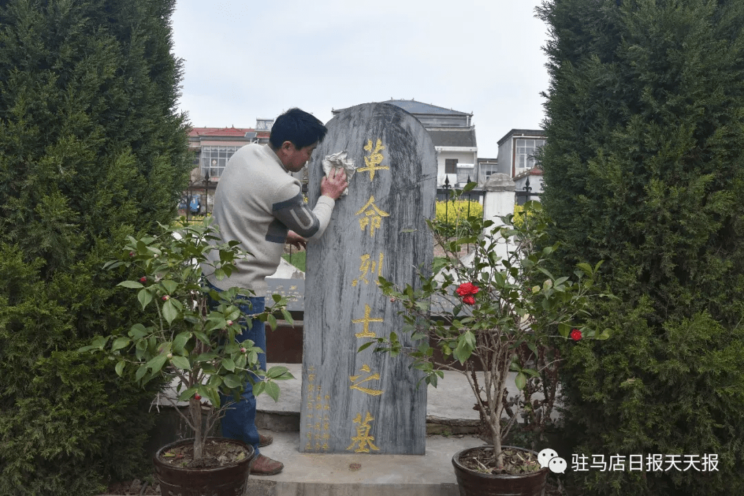 上蔡:参天古柏见证阻击战