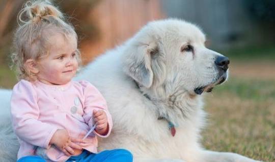 如何让狗狗学会坐下 7dd214fa10b7480a98aa06c95fda3f85.jpeg