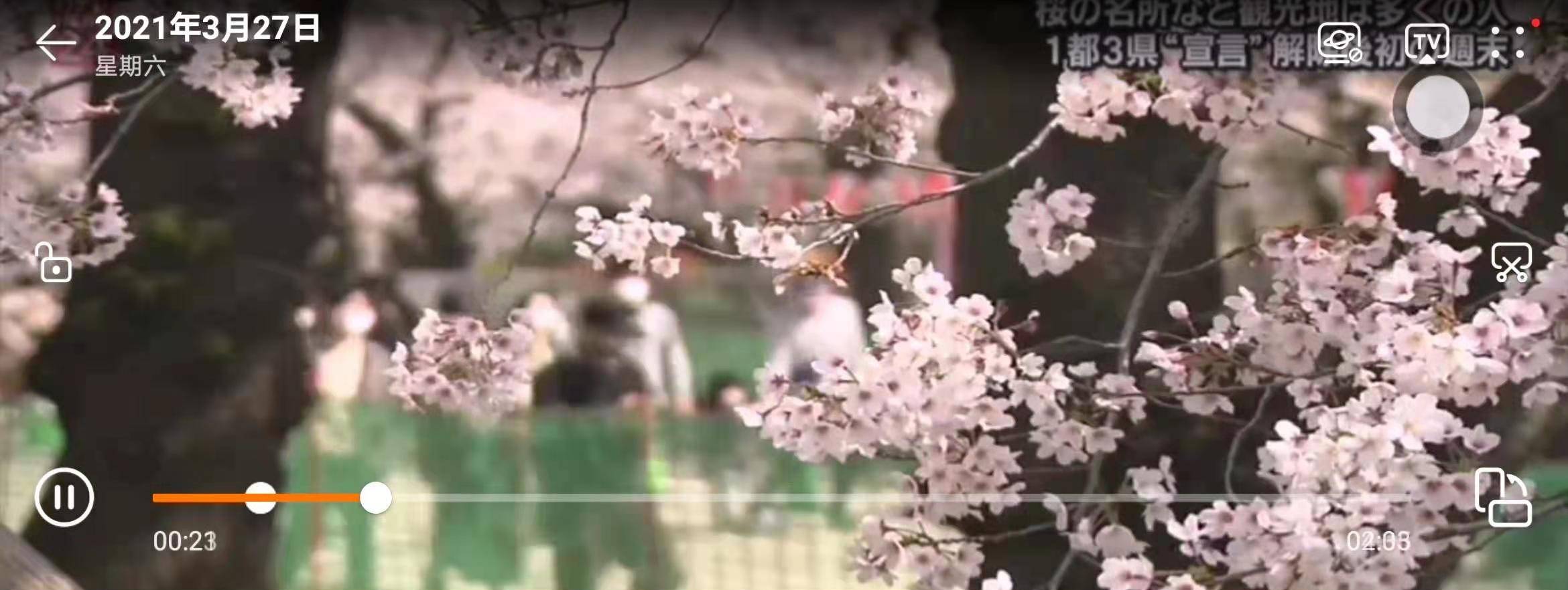 日本东京樱花正值盛开时节,周末著名赏樱地点聚集了赏樱的民众