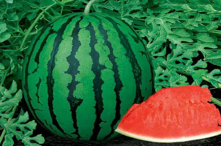 西瓜是什么时候开的 d55335c36ee948368987239a0d2ff967.jpeg