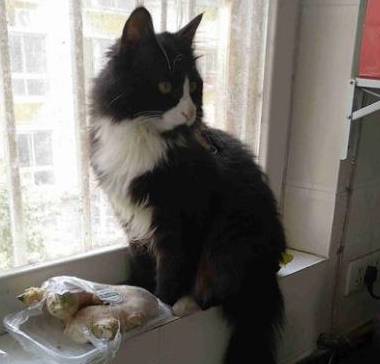 一只猫和一个女孩的头像 3b69b80eb3334fc0a39aa6b444c110cb.jpeg