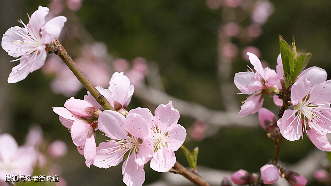 春天到了，一起写几首桃花诗吧
