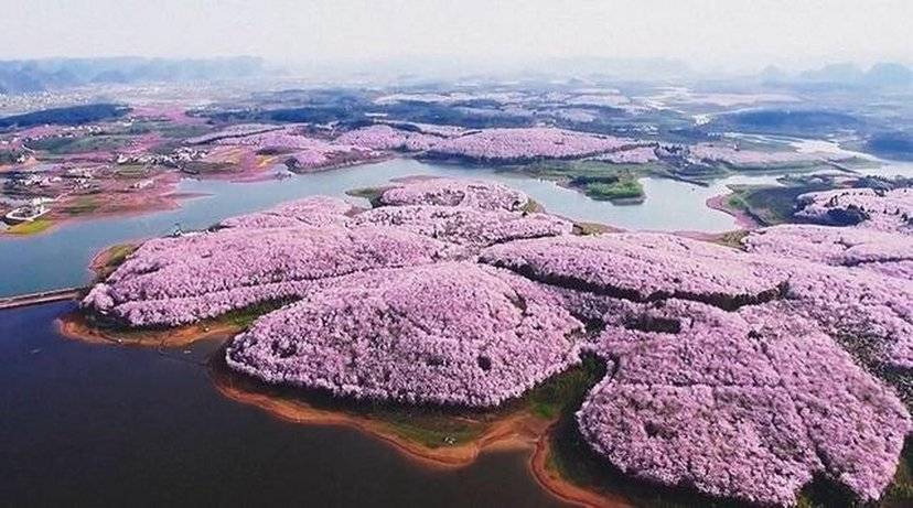 贵州中部一个市，距离贵阳90公里，拥有世界最大的樱花基地