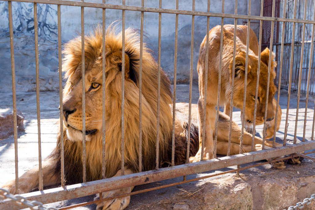 原创非洲狮变金毛犬动物园没信誉孩子认知遭受冲击