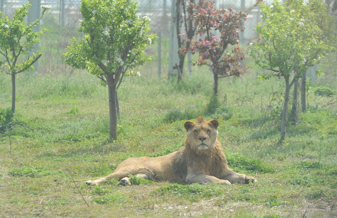 到临泉魔幻动物园来一场春天的约惠零距离接触猛兽体验惊险奇观