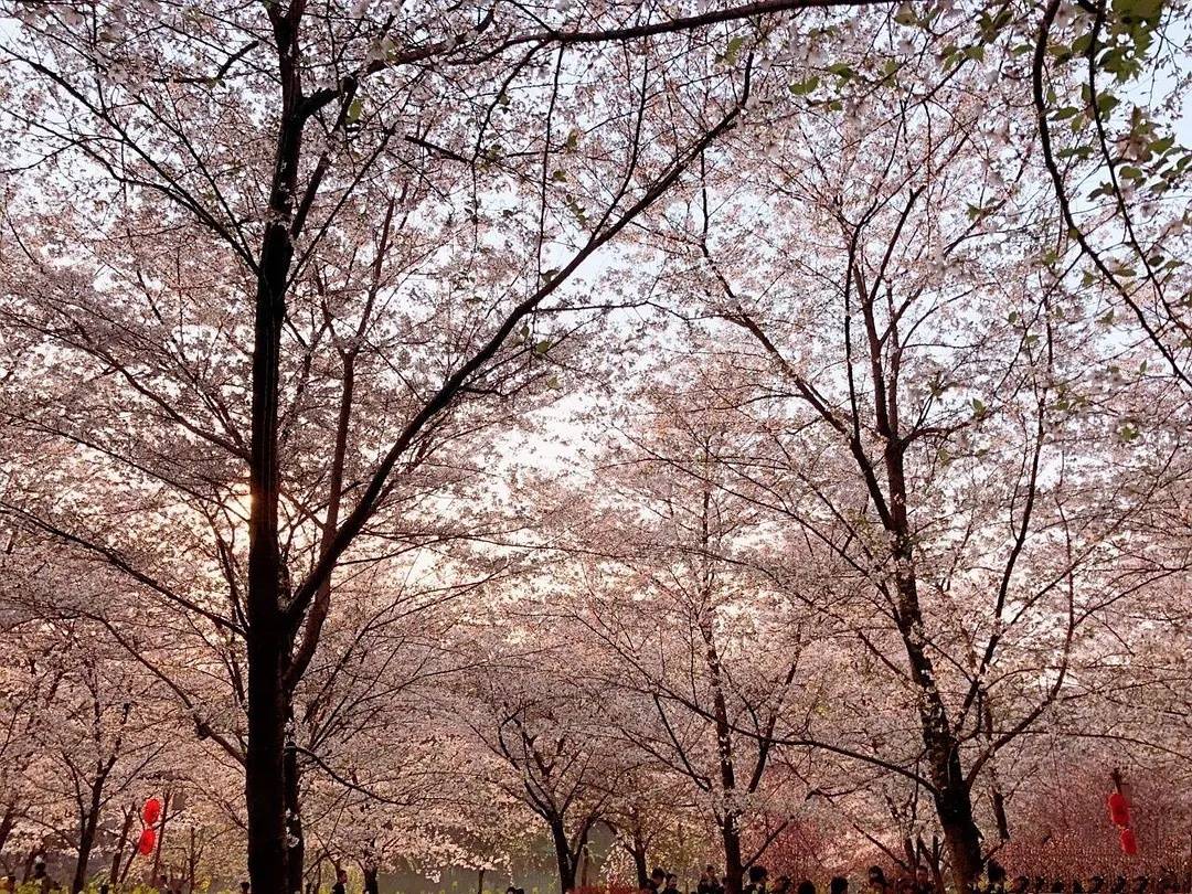 阳春三月，你想和谁去看樱花