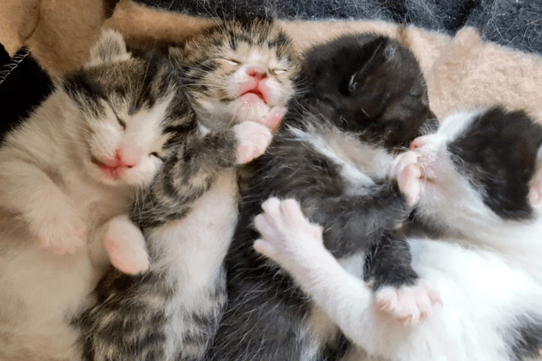 男子发现猫咪在他床下生了一窝小猫,他惊呼:我没有养猫啊!