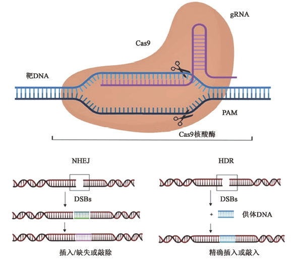 基因编辑技术的应用价值 07a7311e59e84cbeaaf89521bdf895ca.png