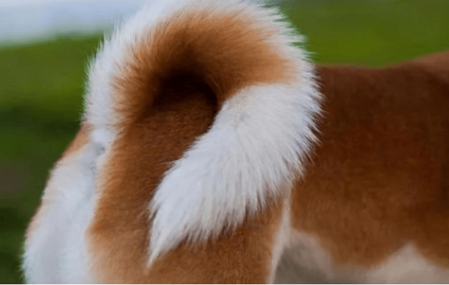 狗为啥咬尾巴转圈 12a17c437f104ca0ac569617370dc627.png
