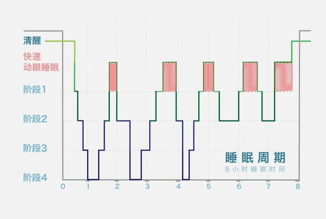 每个睡眠周期包括入睡,浅睡,熟睡,深睡眠,快速动眼5个阶段