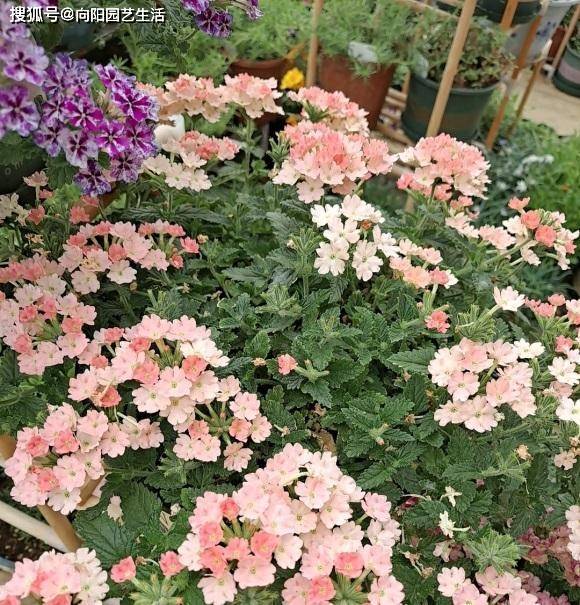 超好养的美女樱 四季花开不停 阳台上养几棵 夏天有花看 开花