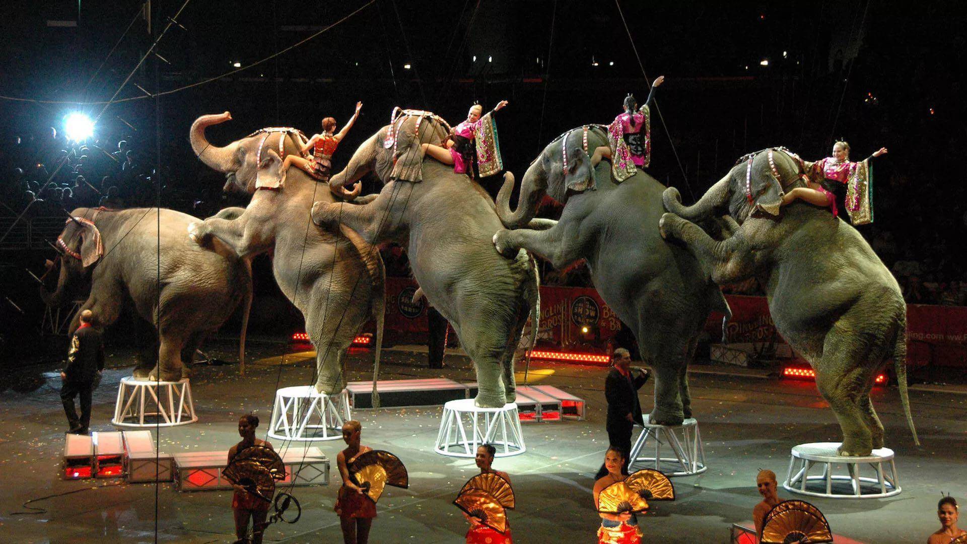 马戏团大象的故事感悟（马戏团的大象案例视频）