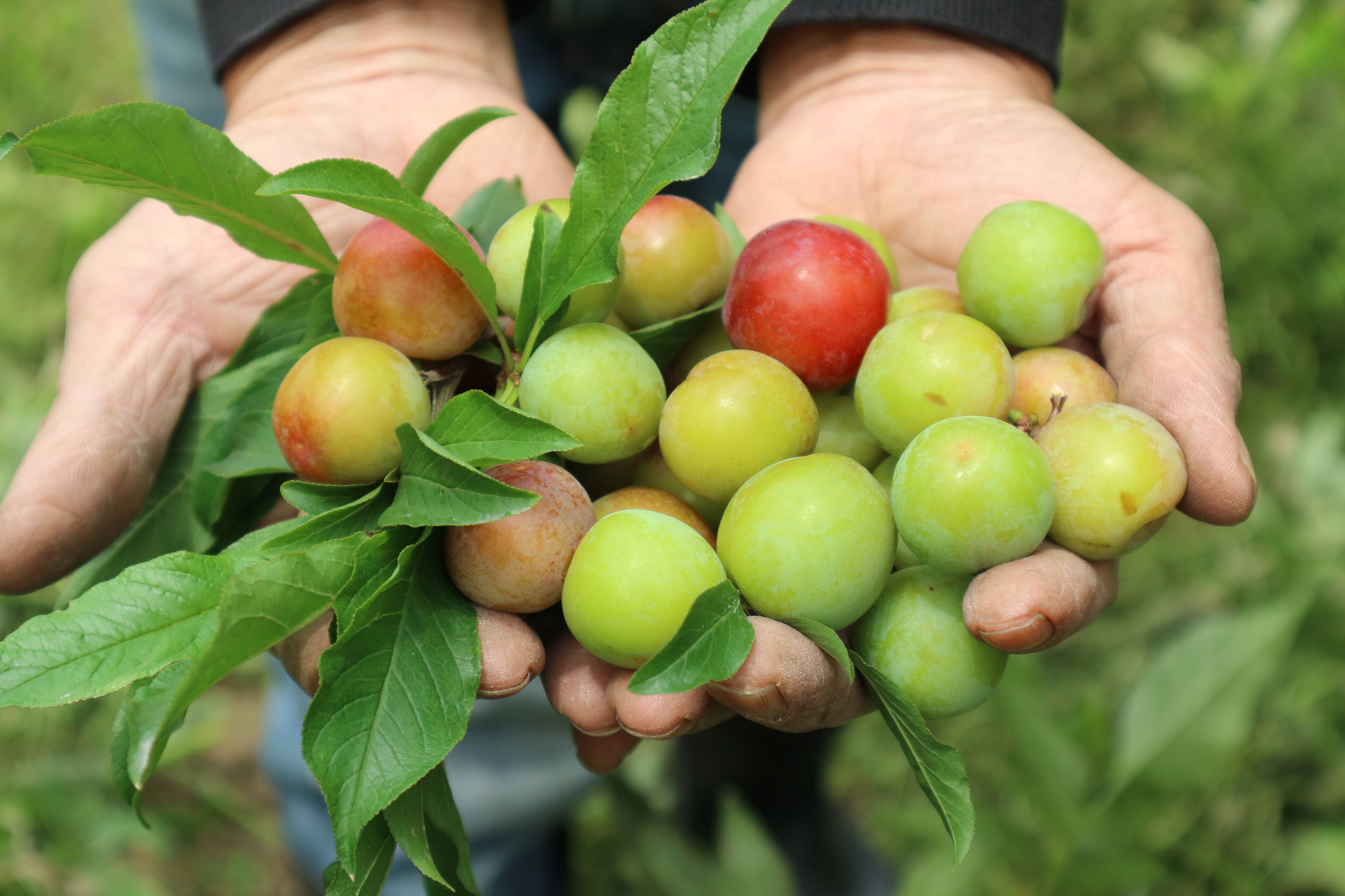 一颗李子,承载一个夏天