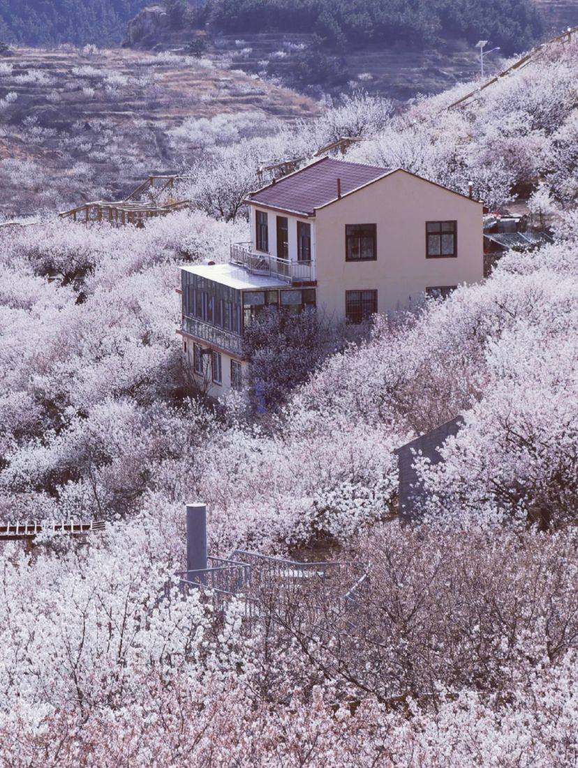 青岛大崂樱花谷图片