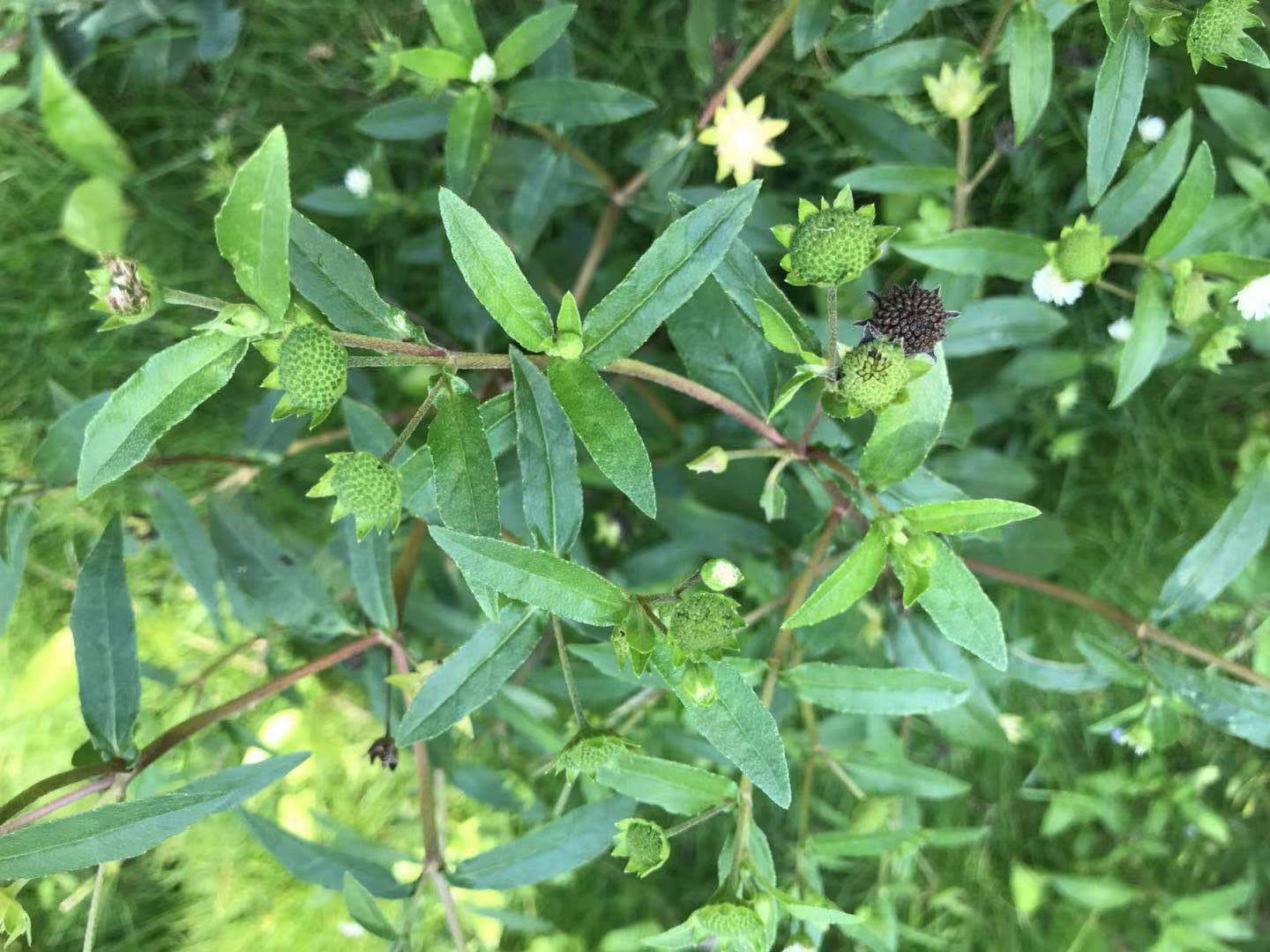 墨旱莲是菊科鳢肠属的植物,它的真实名称叫醴肠.