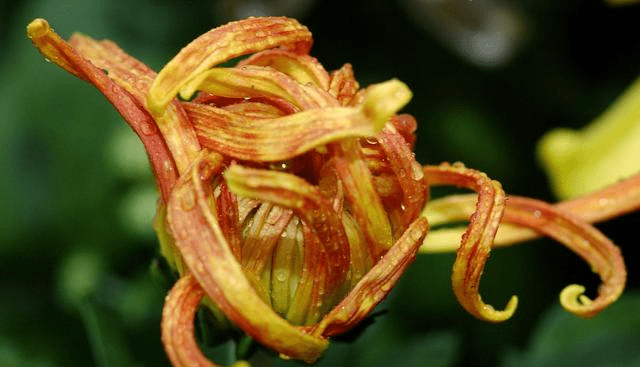 东篱把酒黄昏后 有暗香盈袖 一组图片了解 花中隐士 菊花文化 我国