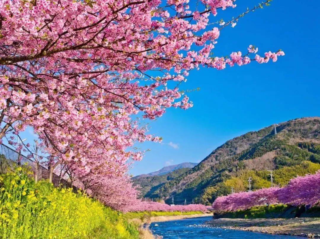 【诗词鉴赏】10首描写樱花的诗词，共赏如云似霞的诗意春天！