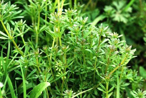 1种野草 价值珍贵 路边到处是 却少有人认识 可惜了 拉拉