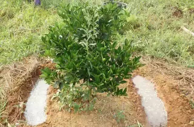 柑橘幼树怎么管理长势好柑橘幼树用什么肥料长得好