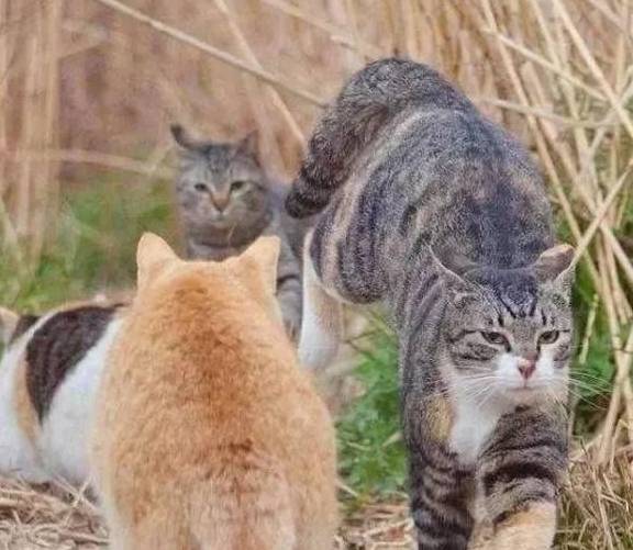 当狸花猫遇到橘猫 狭路相逢 赢的果然是橘座 事情