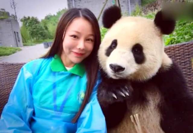 熊猫在日本太嚣张，竟成了动物园里的小霸王，碰到美女就求抱抱！
