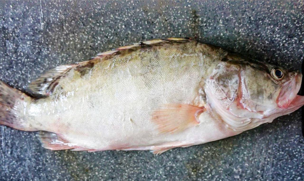 请教鱼吃料不好有哪些原因 为什么有些鱼不吃饲料