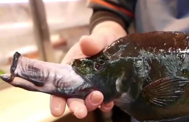 最"流氓"的鱼,嘴巴可以伸出10厘米,深受日本人的喜爱!