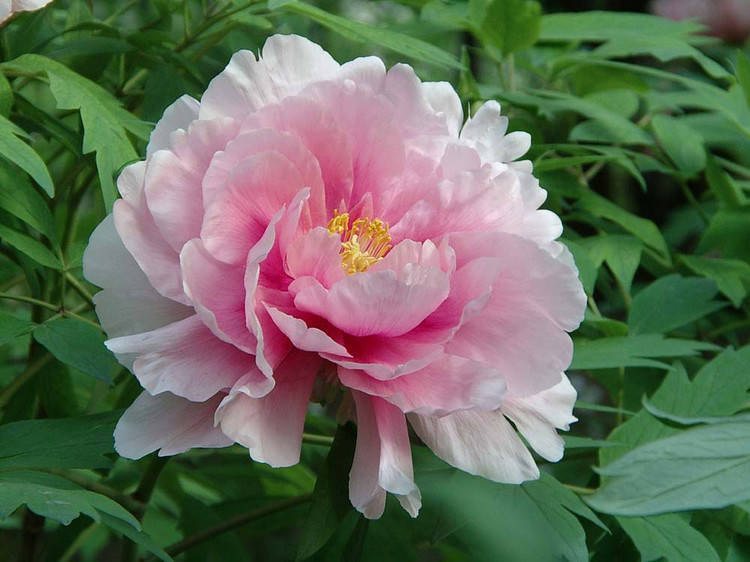 芍药的花语及传说 芍药花语大全 牡丹