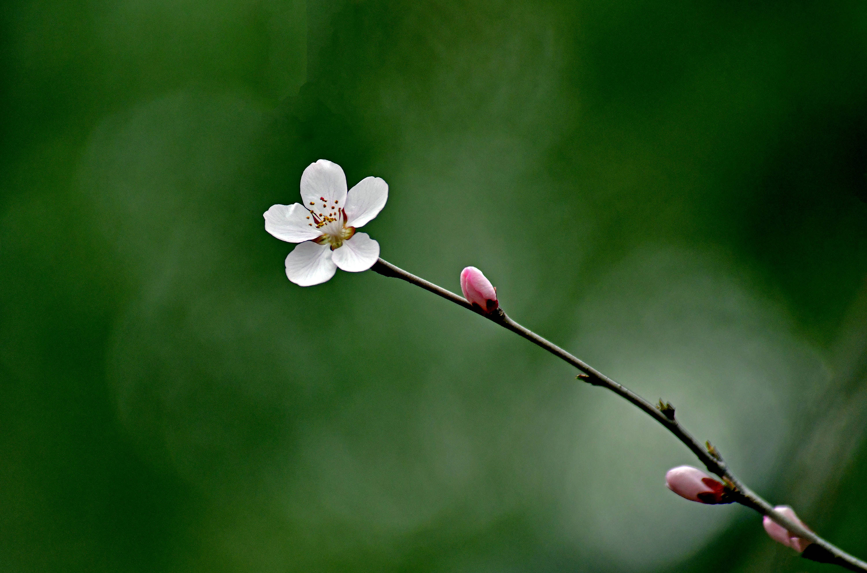 桃花盛開的時光(一)花盛芬芳