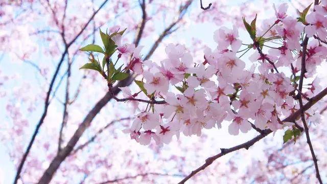 今春的樱花季，在东京樱树下享受人生高光时刻！