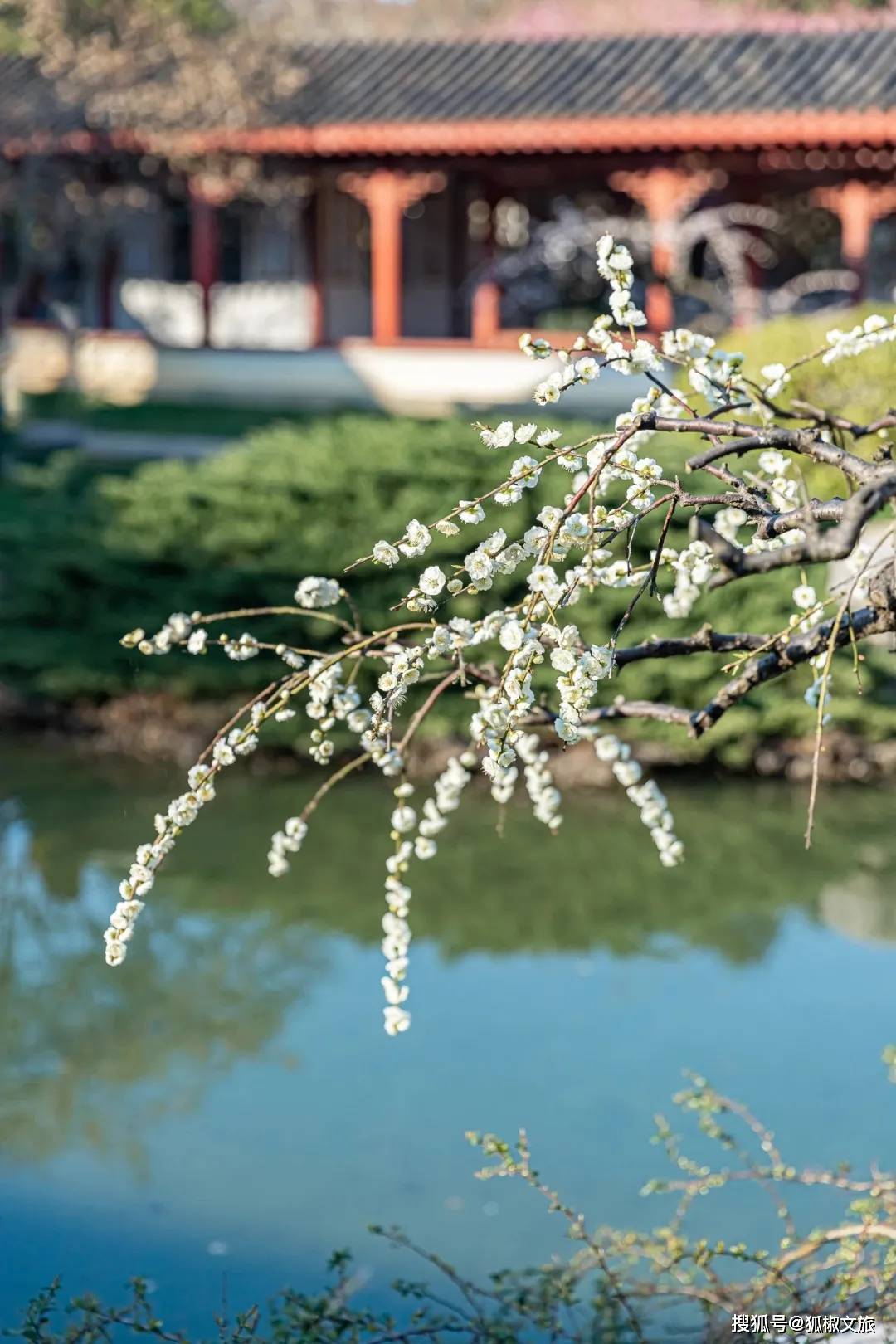 春季限定 | 武汉：又到三月赏花季 你错过的春天都在这里了