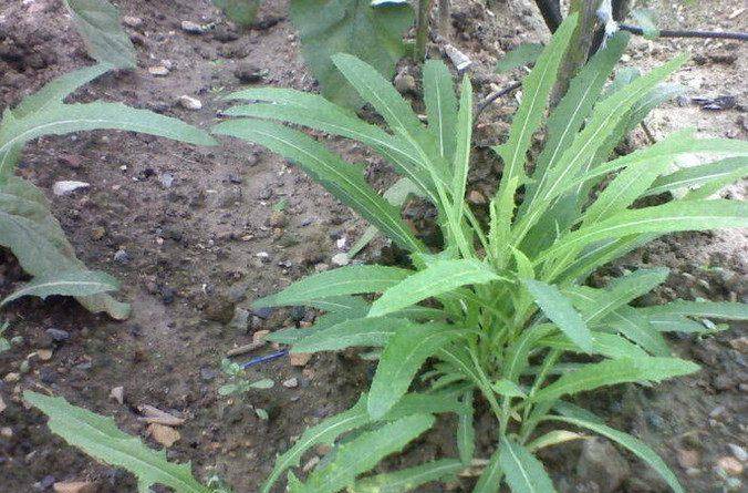 婆婆丁是哪种 42ac697a9ef949409061e9916e543869.jpeg