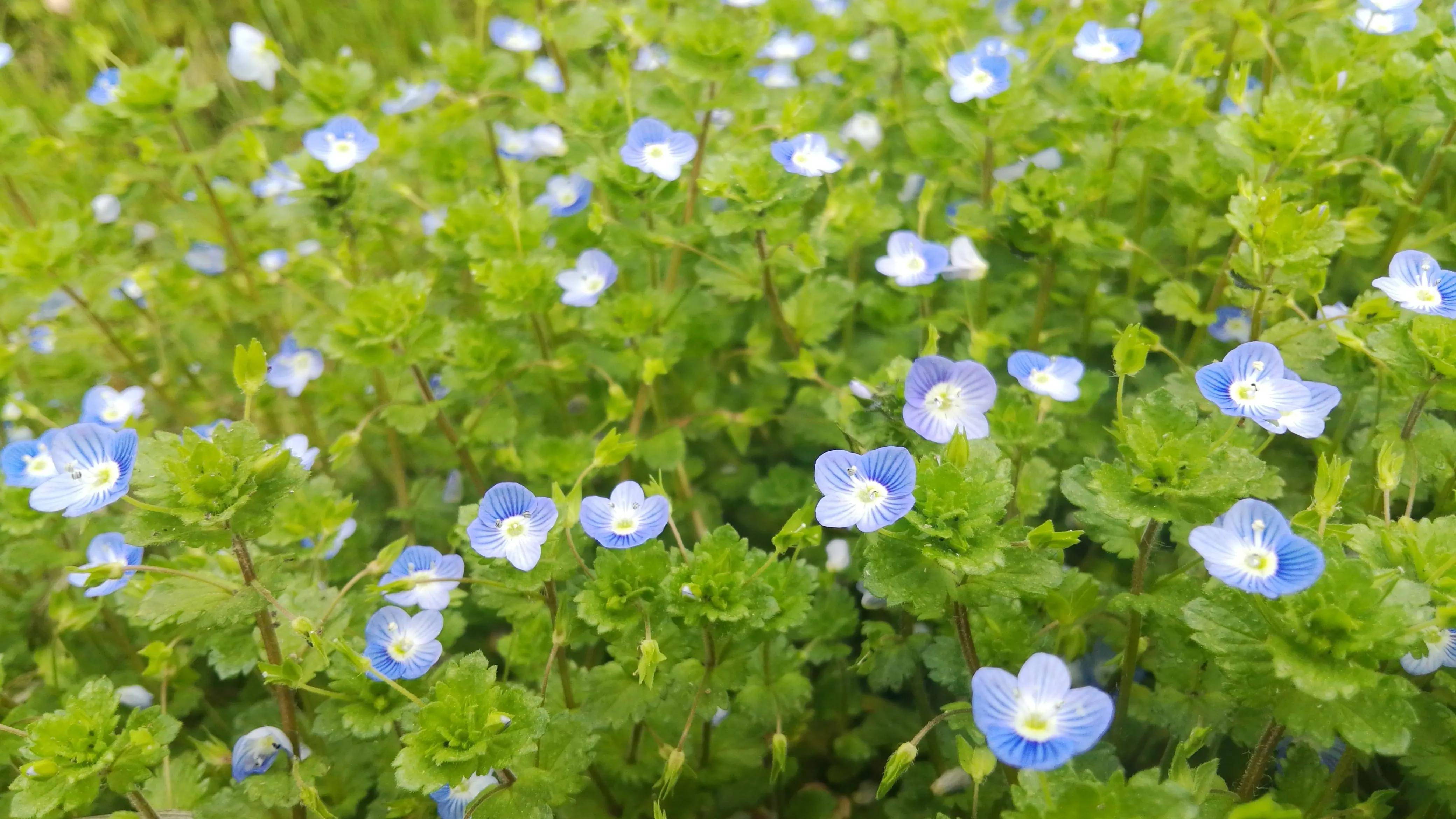 湖南省郴州市資興市蓼江鎮,春光無限好,野花遍地開