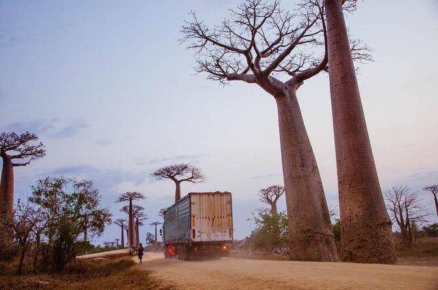 马达加斯加猴面包树，宛如巨大的神柱，景色太棒了