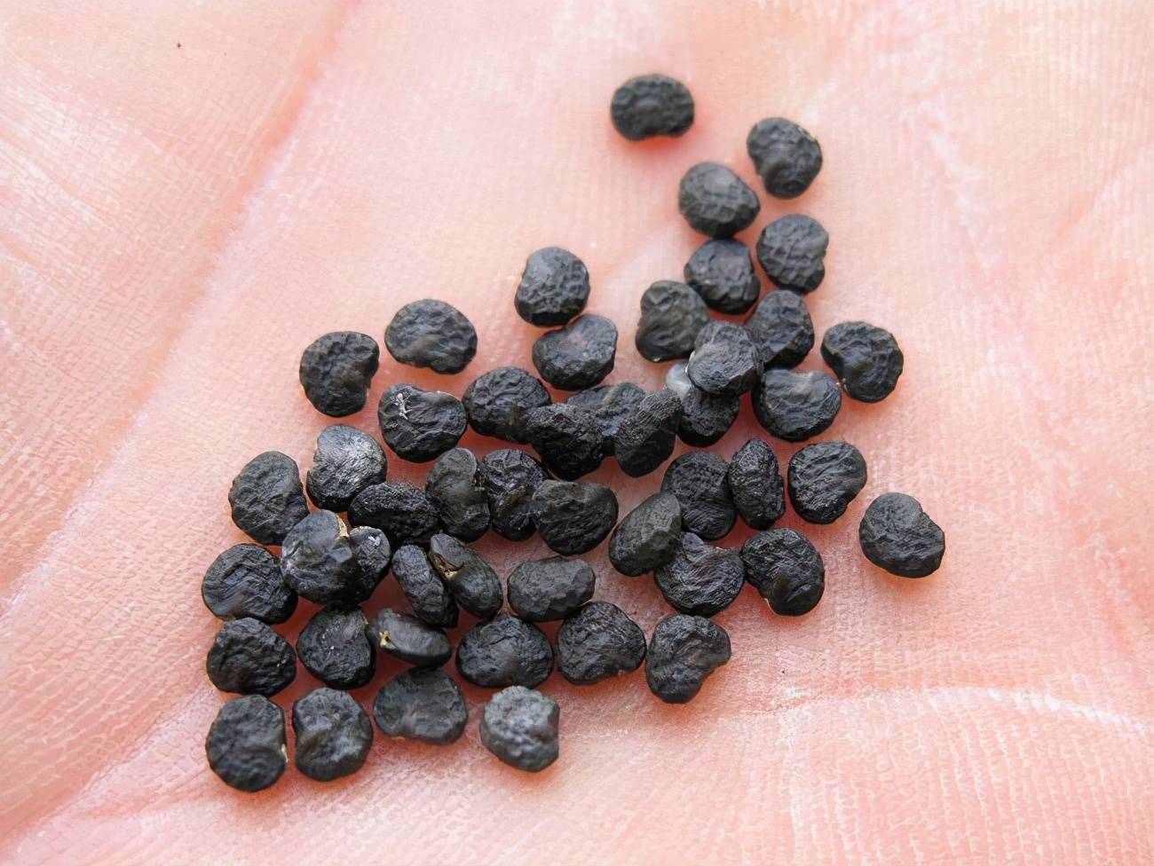 原创大学生为祛痘吃曼陀罗种子住进icu营养师奉劝别乱吃